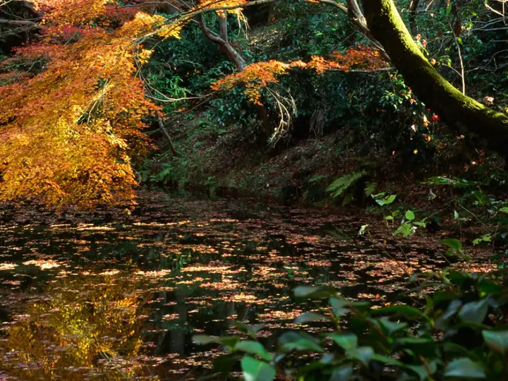 清水寺の池に映る紅葉